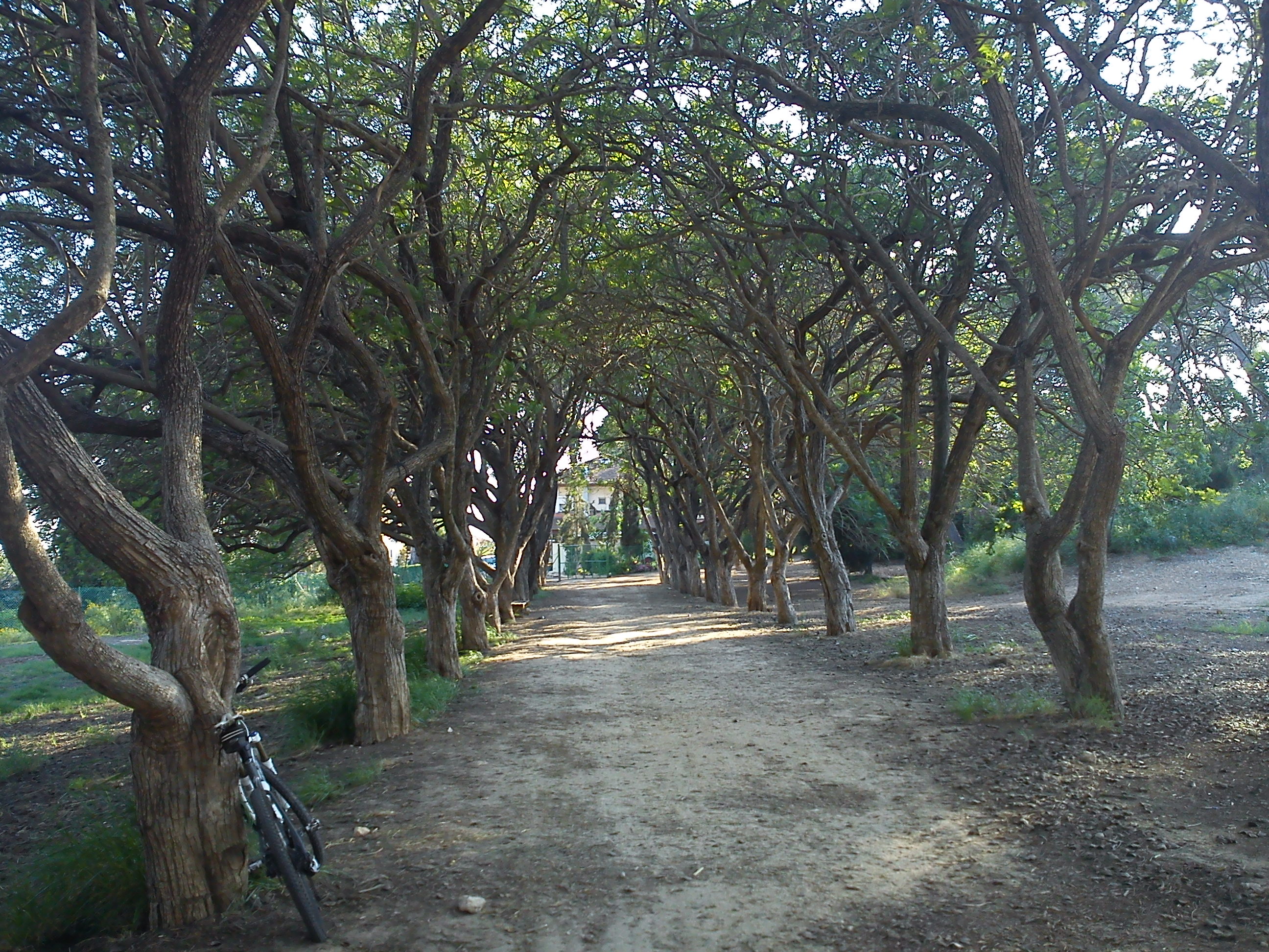 Cave of trees