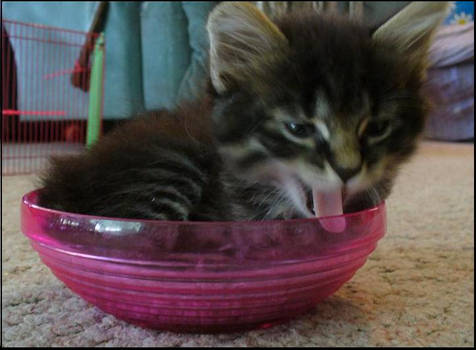 Kitten in a Bowl