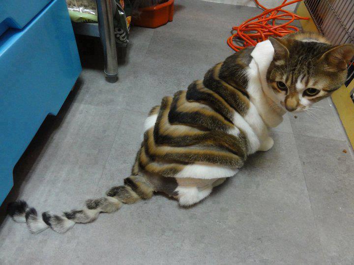 Nice Cat Cut