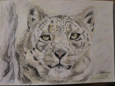 Snow Leopard