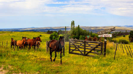 Caballos Salvajes