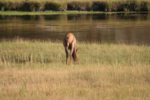 Elkbooty