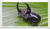Rhinoceros Beetle .stamp.