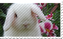 White Lop Bunny .stamp.