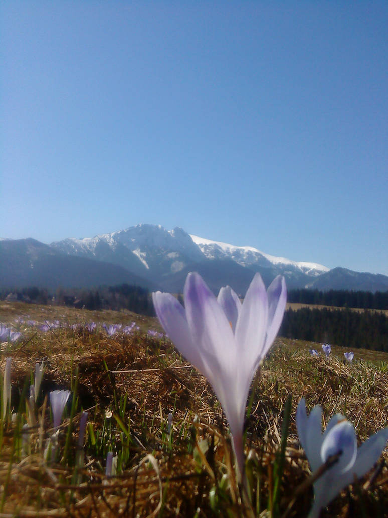 spring by Venea on DeviantArt