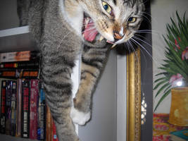 Cat Photography (1)
