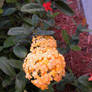 Orange Ixora