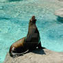 Harbor Seal 1