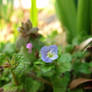 Tiny flowers