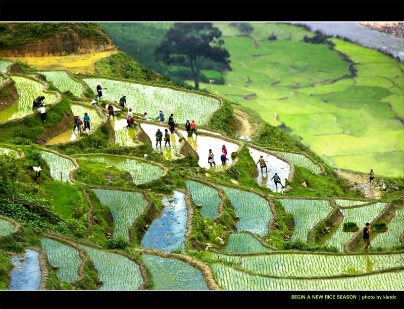 Begin a new rice season