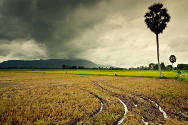 Storm Field