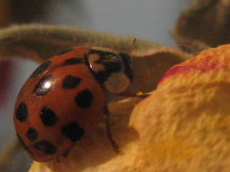 Ladybug