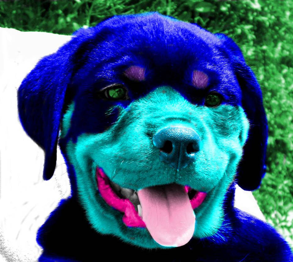 Grumpy Rottie Rottie by Epicgriffons9 on DeviantArt