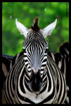 Do My Stripes Make Me Look Fat by fsuseaangel