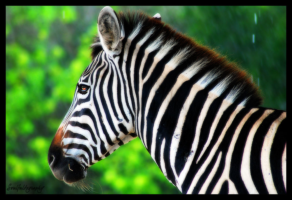 Zebra Portrait