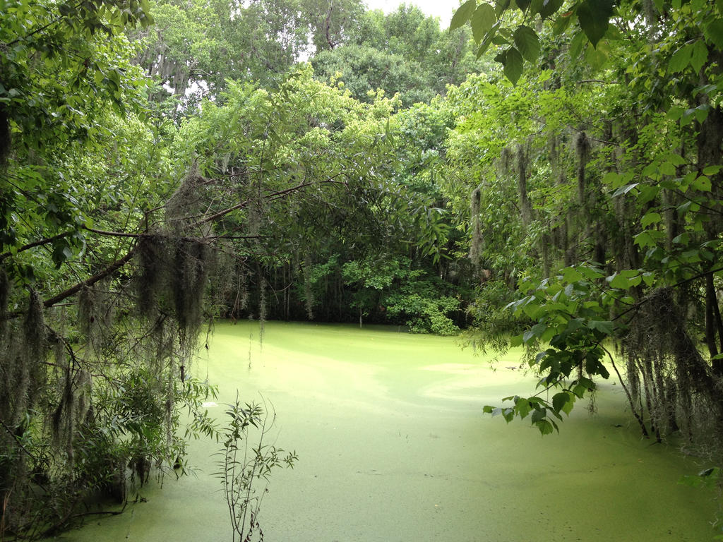 Swamp