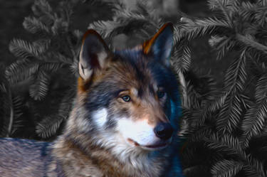 Painted Wolf in a Black and white  Pine Forest