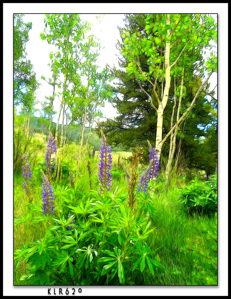 Wild Lupine