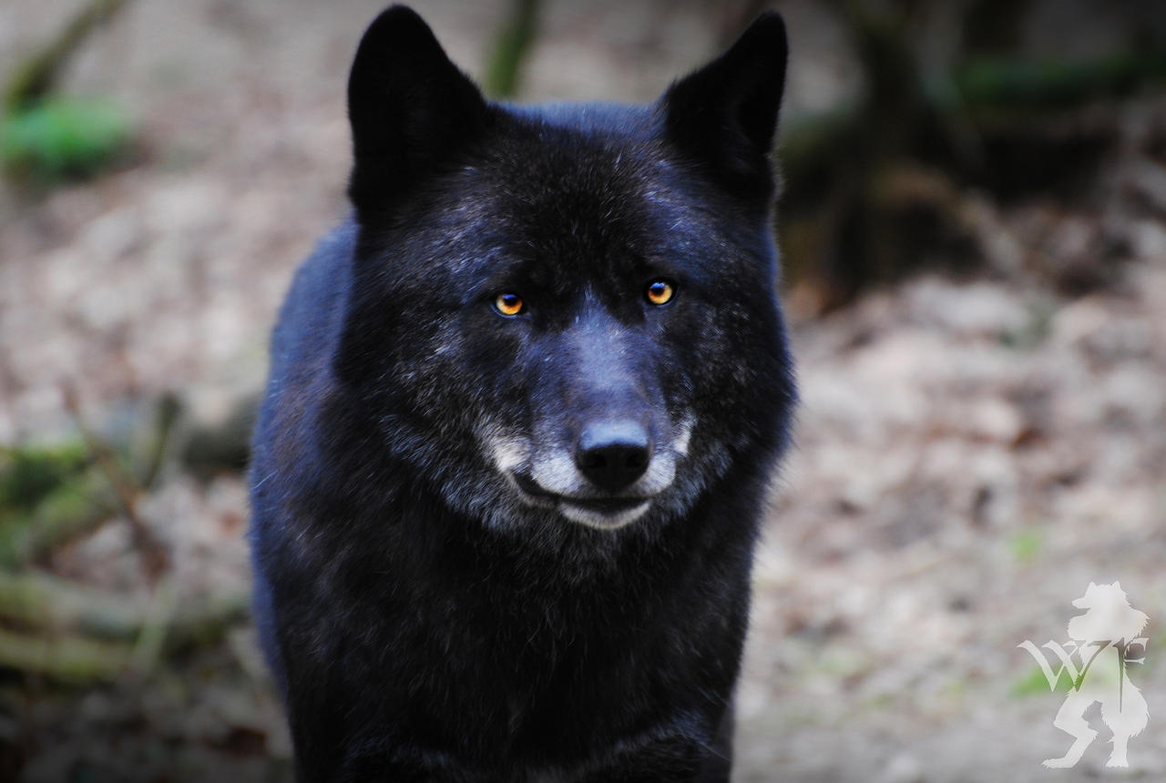 Black Wolf Facing 4