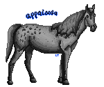 Appaloosa Pixel by Lavander-Thistle