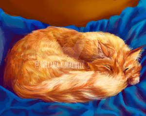 Sleepy Orange Cat