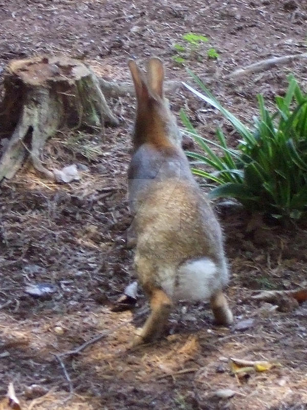 My Own Peter Rabbit by goldenrosetuxedo on DeviantArt