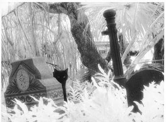 Infrared cat in a cemetary