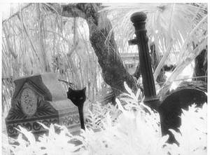 Infrared cat in a cemetary