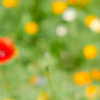 French coquelicot