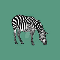 Zebra vector art