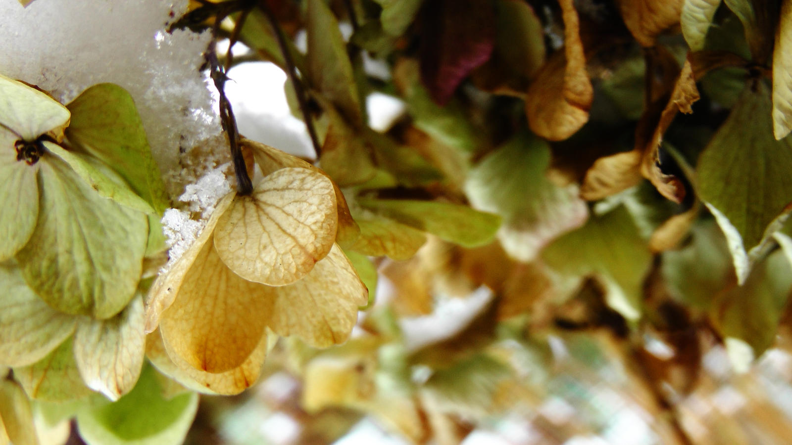 Winter Hydrangea 3