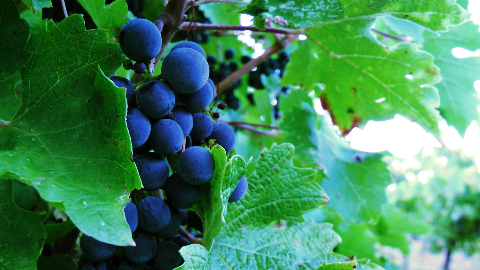 Grapes By Ynos313 On Deviantart Grapes By Ynos313 On Deviantart