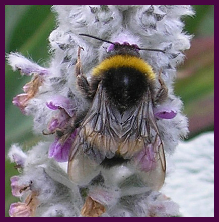 A resting bumblebee