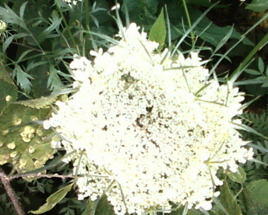 White Plant