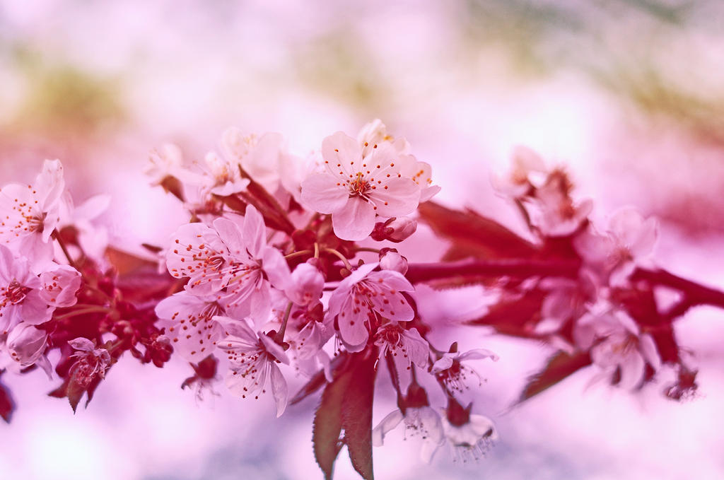 Snowy Spring by sameternalchild21 on DeviantArt