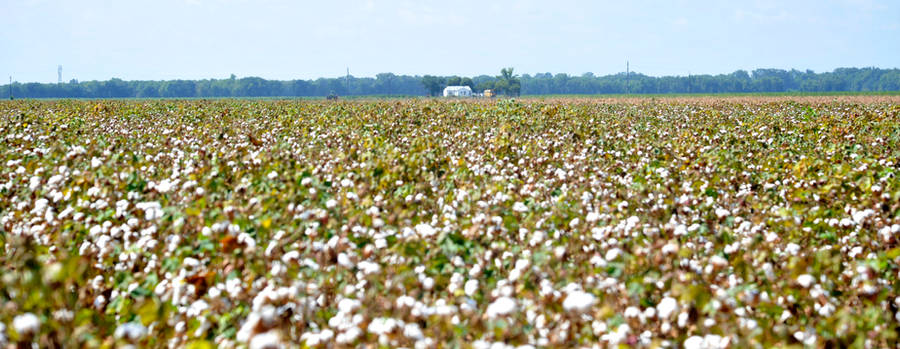 Cotton Fields by Kicks02
