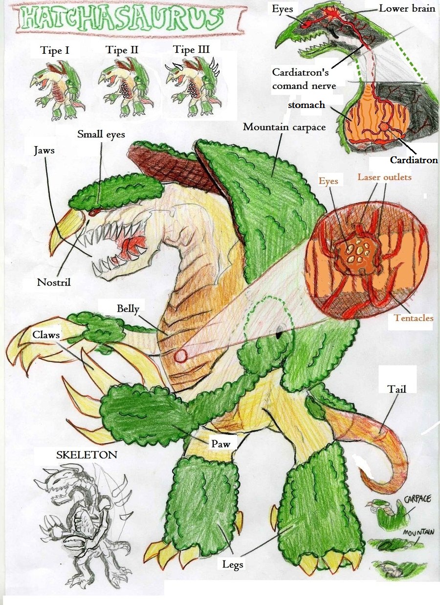 Hatchasaurus anatomy