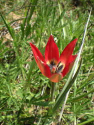 Tulipa orphanidea