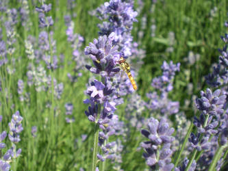 Lavandula officinalis 2