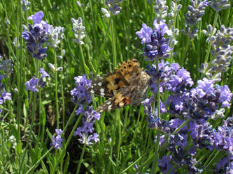 Lavandula officinalis 3