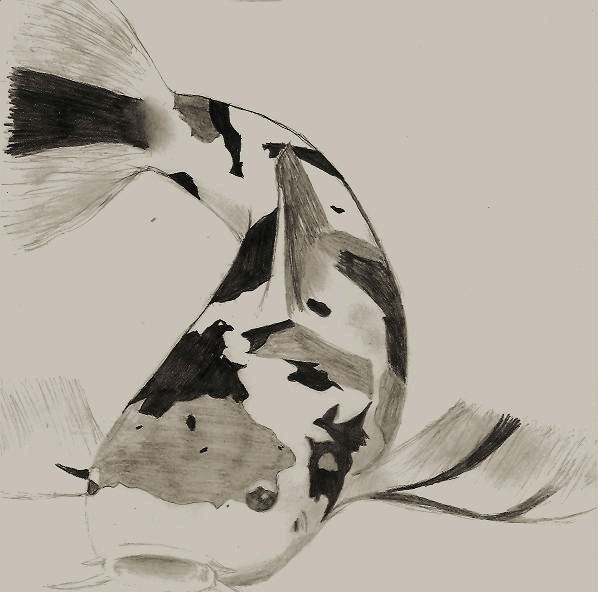 Koi Fish Pencil Drawing By Coolbeans92 On Deviantart