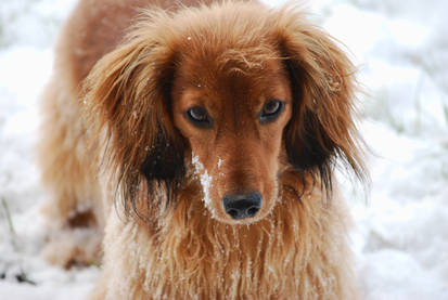 Grizzly dachshund