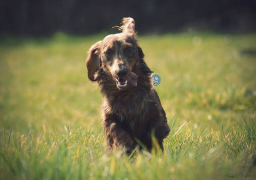 Happy Doxie