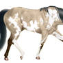 Paint horse - Colored