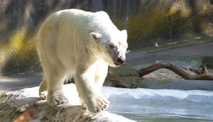 Polar Bear