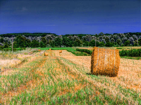 After Harvest