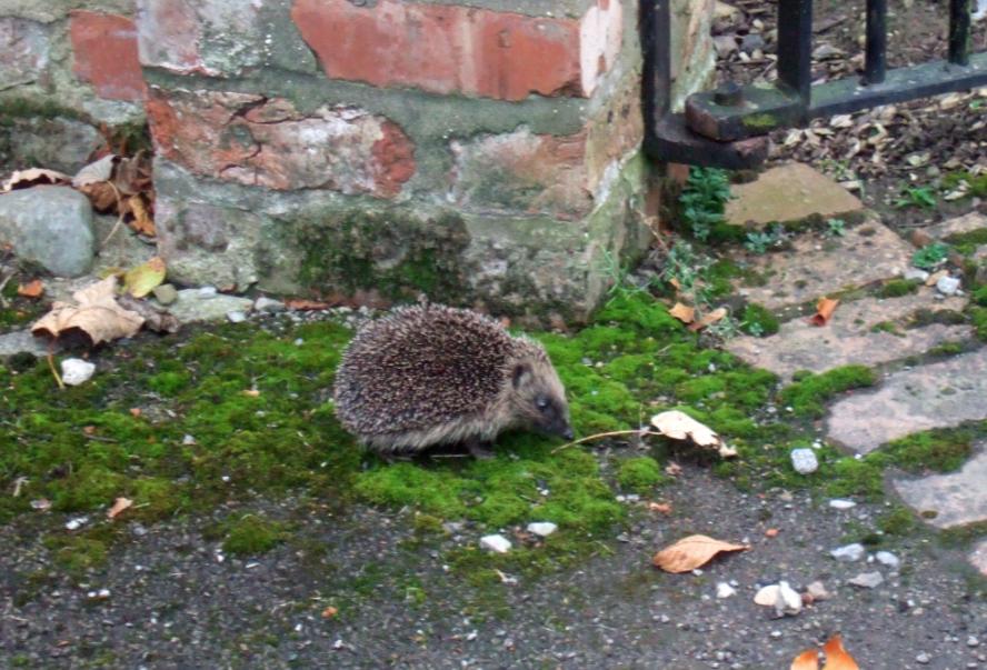 HEDGEHOG - NATURE