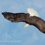 Bald Eagle in dive