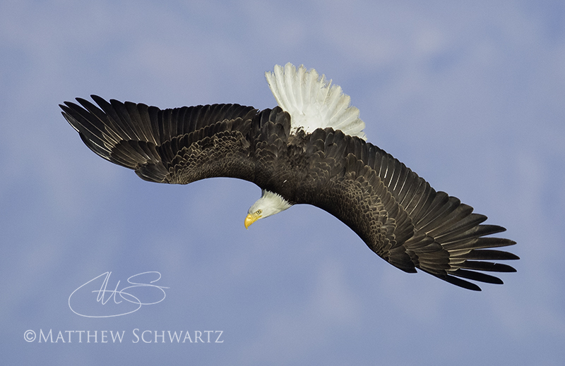 Bald Eagle in dive