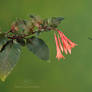 Anna's Hummingbird at fuschia